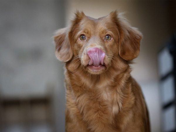 Κοπροφαγία σκύλου: Αντιμετωπίστε την άσχημη συνήθεια του!