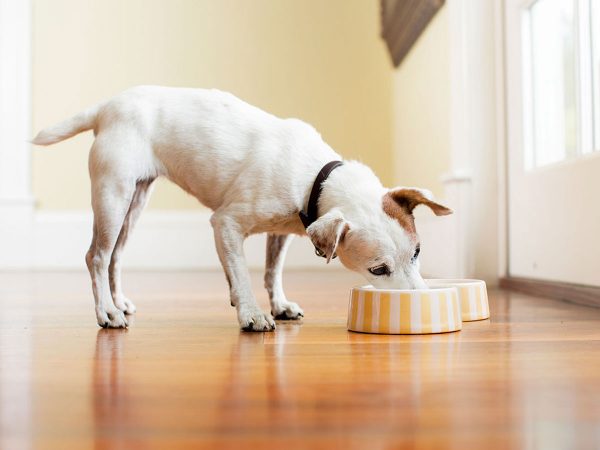 Μπορούν τα σκυλιά να φάνε μπιζέλια;