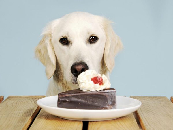 Τι κάνω αν ο σκύλος μου έφαγε σοκολάτα;