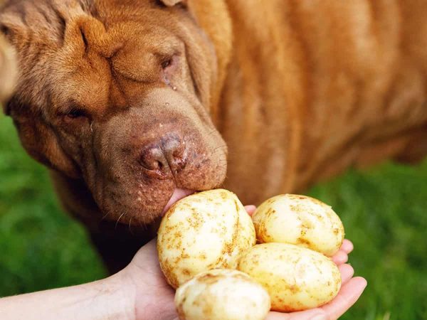 Μπορεί ο σκύλος μου να φάει πατάτες;