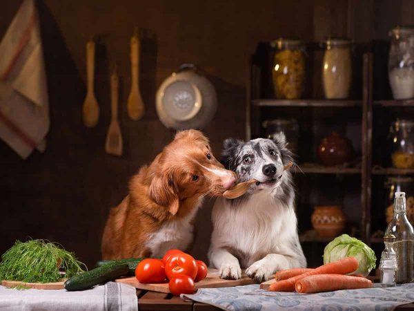 Μπορούν τα σκυλιά να τρώνε ντομάτες;