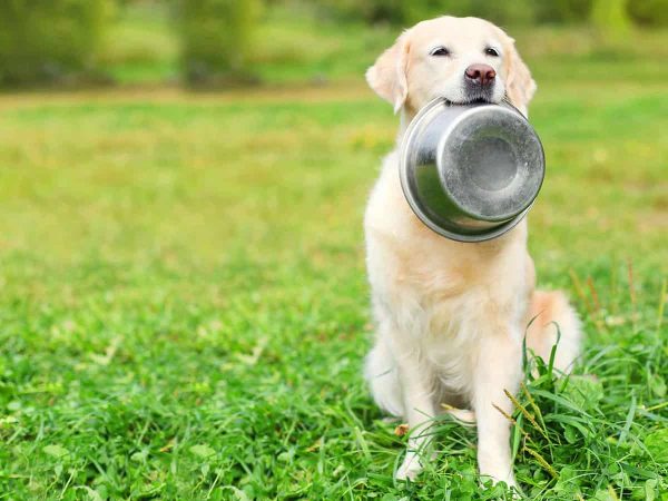 Πόσα γραμμάρια τροφής πρέπει να τρώει ένας σκύλος;