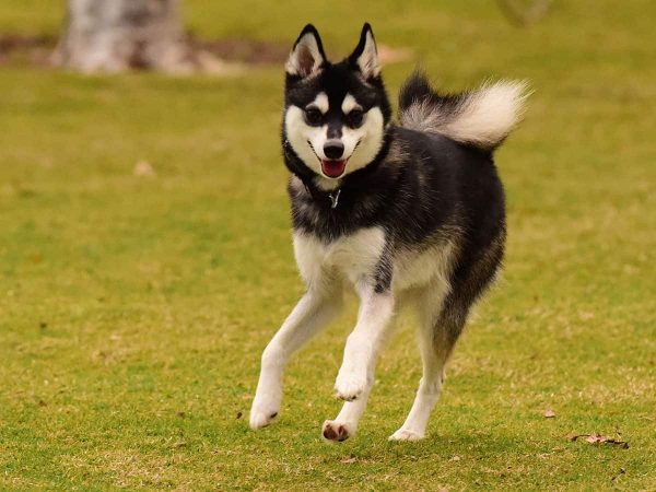 Alaskan Klee Kai: Ο χαρακτήρας του άγρυπνου φρουρού!