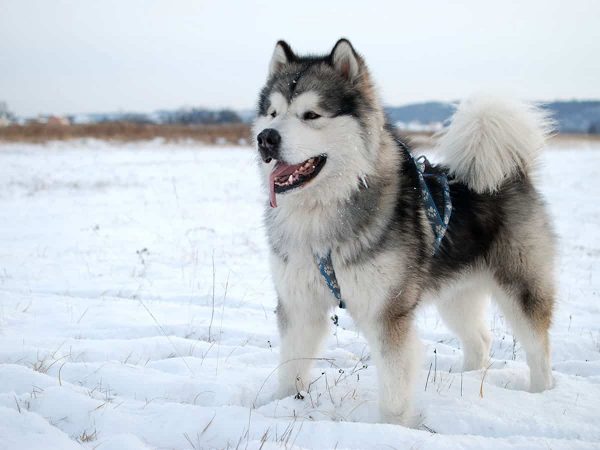 Alaskan Malamute: Γιατί θα λατρέψετε τον χαρακτήρα του!