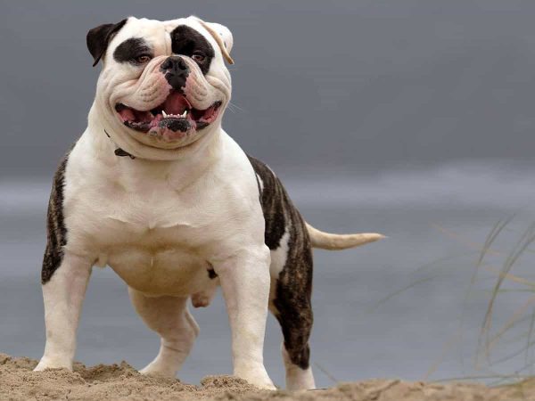 American bulldog: Ο Αμερικάνος με τον ατρόμητο χαρακτήρα!