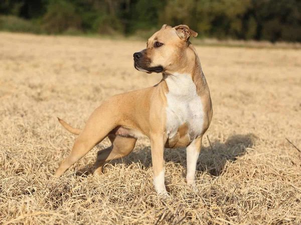 American Staffordshire Terrier: Τι θα λατρέψετε στη ράτσα!