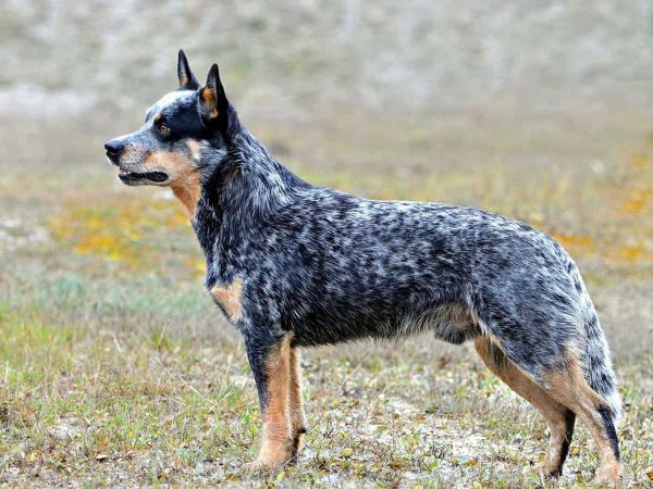 Australian Cattle Dog: Γνωρίστε το «τζιμάνι» σκυλί βοοειδών