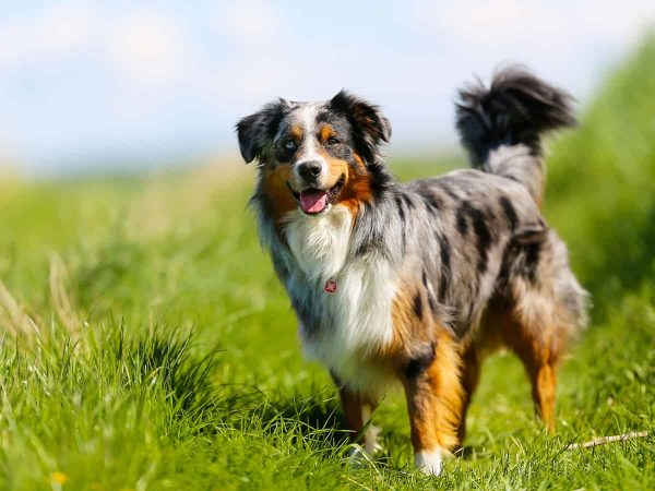 Australian Shepherd: Το τσοπανόσκυλο που θα σας κερδίσει!