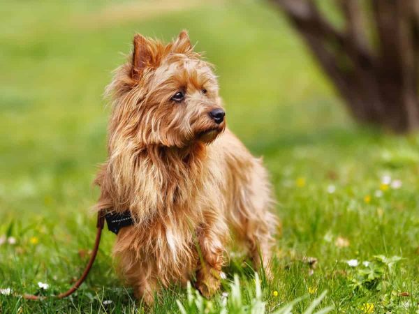 Australian Terrier: Γνωρίστε τον μικρό σωματοφύλακα!