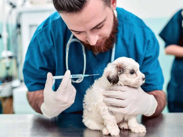 Εμβόλια Σκύλου: Τα πάντα για τα υποχρεωτικά εμβόλια