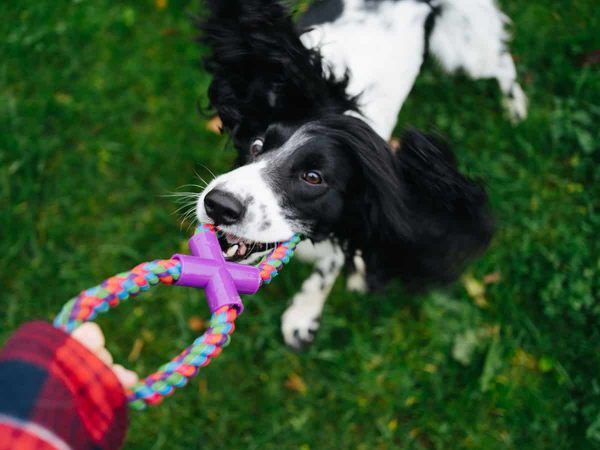 Παιχνίδια με σκυλιά: Έξυπνα παιχνίδια για σκύλους στο σπίτι