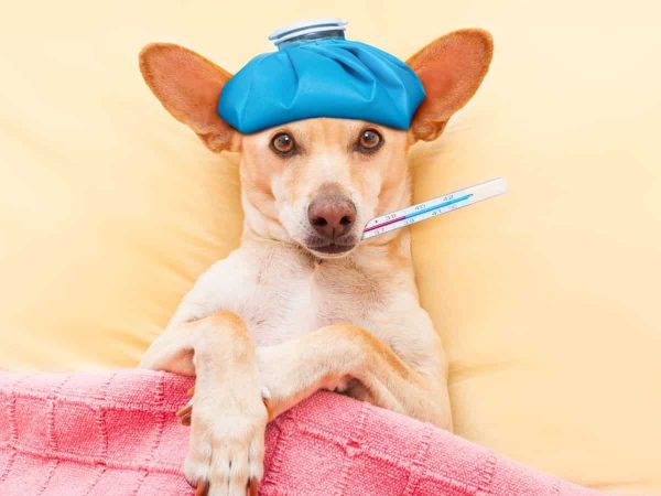 Φυσιολογική θερμοκρασία σκύλου: Ρίξτε εύκολα τον πυρετό