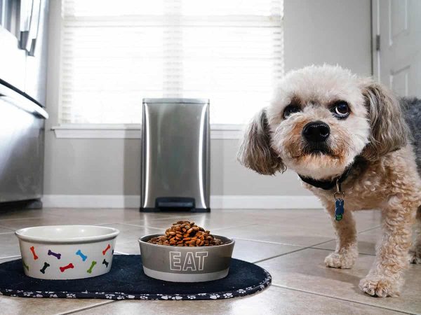 Τι απαγορεύται να τρώνε τα σκυλιά; 9 άκρως τοξικές τροφές!