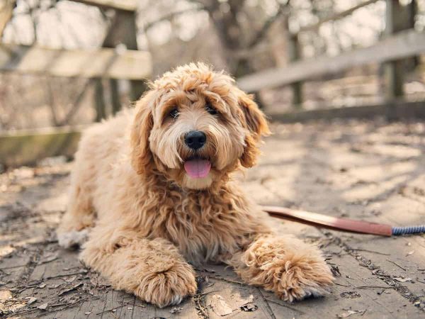 Τρίχωμα σκύλου: Πως να είναι υγιές και λαμπερό!