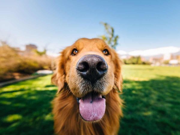Ξηρή Μύτη Σκύλου: Σημάδια ασθενειών και αντιμετώπιση!