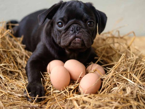 Αυγό σε σκύλο: Μύθοι & αλήθειες για το αβγό στα σκυλάκια!