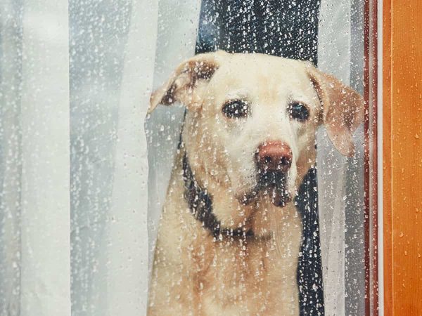 Κατάθλιψη σκύλου: Αίτια & Έγκαιρη αντιμετώπιση!