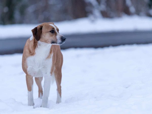 Αντοχή σκύλων στο κρύο: Πόσο αντέχουν τα σκυλιά στο κρύο;