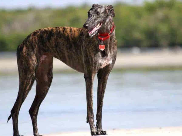 Greyhound dog: Ο χαρακτήρας του κορυφαίου σπρίντερ!