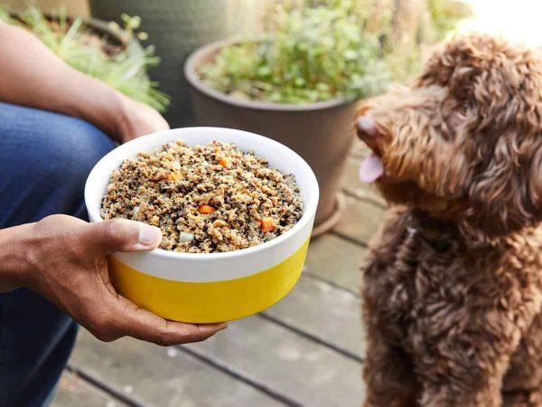 Τροφή για στειρωμένα σκυλιά: Χαρακτηριστικά & tips!
