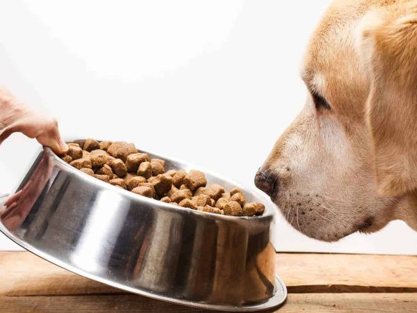 Υποαλλεργική τροφή σκύλου: Ο απόλυτος οδηγός για σένα!