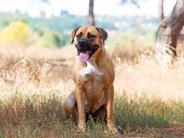 Νοτιοαφρικανικό Μαστίφ: Ο top σκύλος-αγρότης!