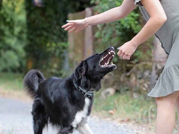 Δάγκωμα σκύλου: Πως να προστατευθείτε!
