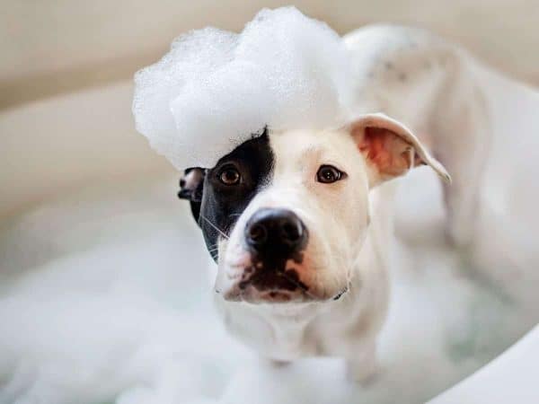 Μπάνιο σκύλου: Η διαδικασία πριν & μετά το λούσιμο