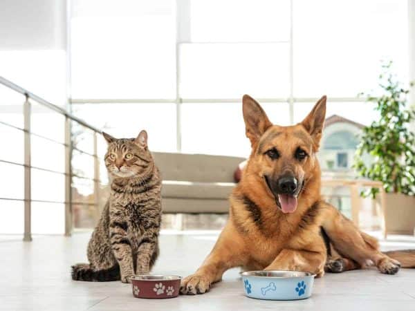 Σκύλος και γάτα: Η top εκπαίδευση σκύλου με γάτα!