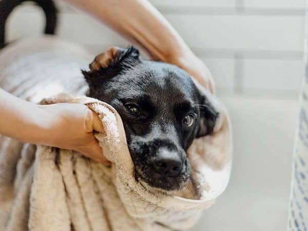 Καθαρισμός σκύλου πιο ανώδυνα & εύκολα από ποτέ!