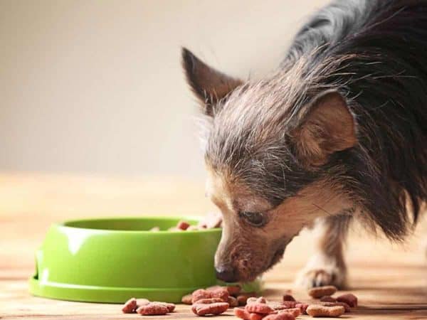 Τι πρέπει να τρώνε τα σκυλιά για ποικιλία & θρέψη;