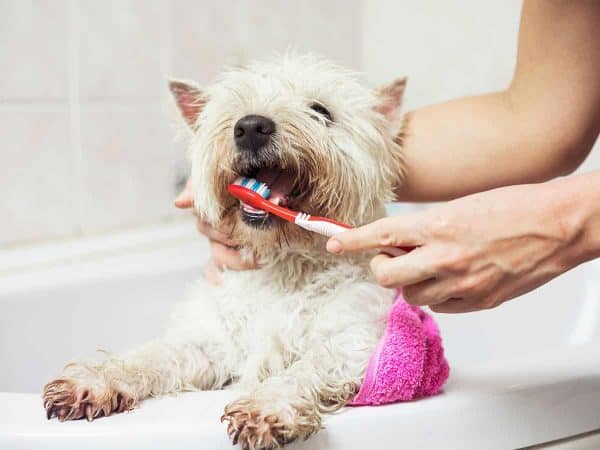Δόντια σκύλου: Κόλπα για εύκολο καθαρισμό!
