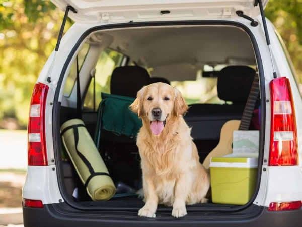Εγγυημένα tips για μεταφορά σκύλου με αυτοκίνητο!