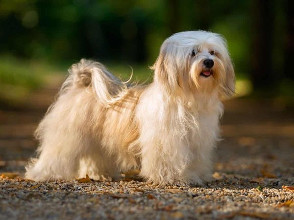 Μπισόν Χαβανέζ: Ο σκύλος που έψαχνες μια ζωή!