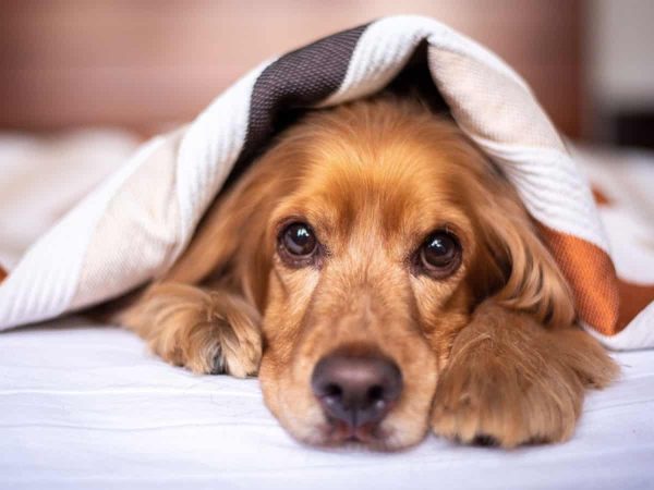 Διάρροια σκύλου: Τι να κάνεις από τη πρώτη μέρα!