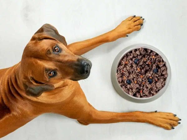 Διατροφή σκύλου με καλαζάρ: Που να δώσετε έμφαση!