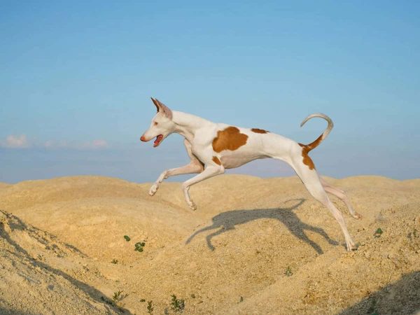 Κυνηγόσκυλο Ίμπιζα: Ένα κυνηγόσκυλο σαν…αερικό!