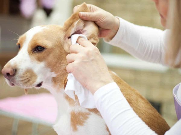 Βήμα βήμα ο καθαρισμός των αυτιών του σκύλου σας!