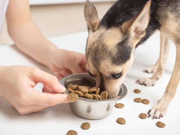 Μυστικά γύρω από τη τροφή για διαβητικούς σκύλους.