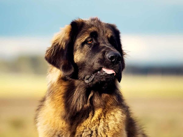 Λεονμπέργκερ: Ένας κορυφαίος σκύλος διάσωσης!