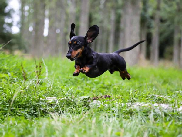 Miniature Dachshund: Ένα τοσοδούλι κυνηγόσκυλο!
