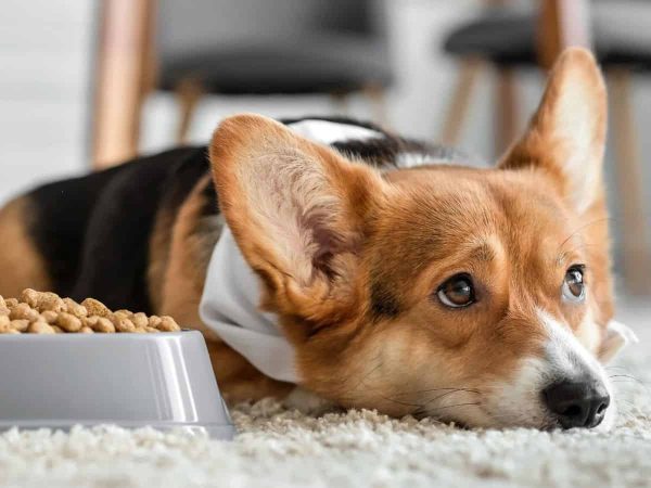 Ανορεξία Σκύλου: Οι λόγοι που ο σκύλος δεν τρώει