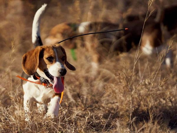 Μπιγκλ: Τι πρέπει να γνωρίζετε για το υπέροχο Beagle