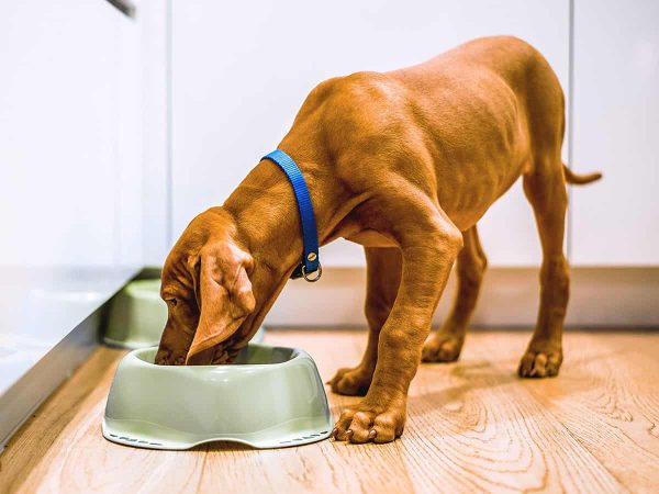 Διατροφή σκύλου: Κρίσιμα ερωτήματα & απαντήσεις!