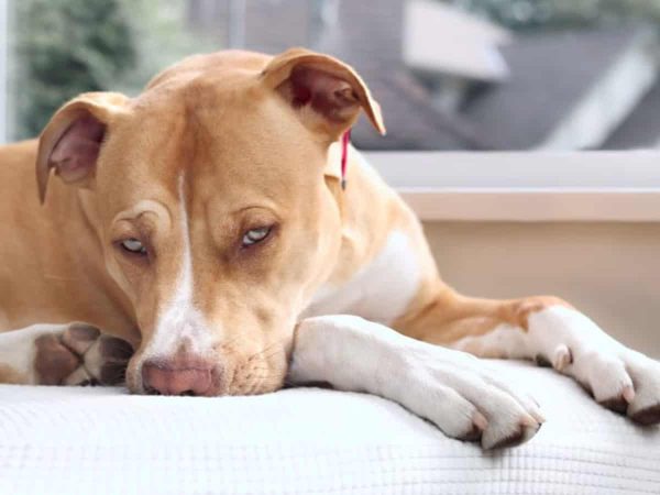Δηλητηρίαση Σκύλου: Πώς θα την καταλάβεις άμεσα!