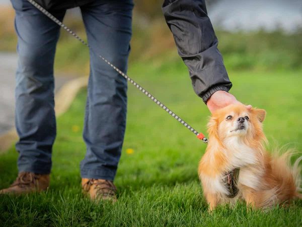 Βόλτα Σκύλου: Τι πρέπει να ξέρουν όλοι οι ιδιοκτήτες;