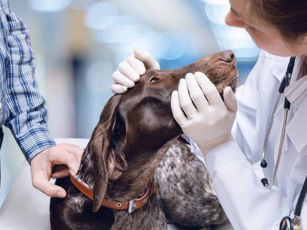 Εξόγκωμα στο δέρμα του σκύλου: Ποια είναι καρκινικοί τύποι;