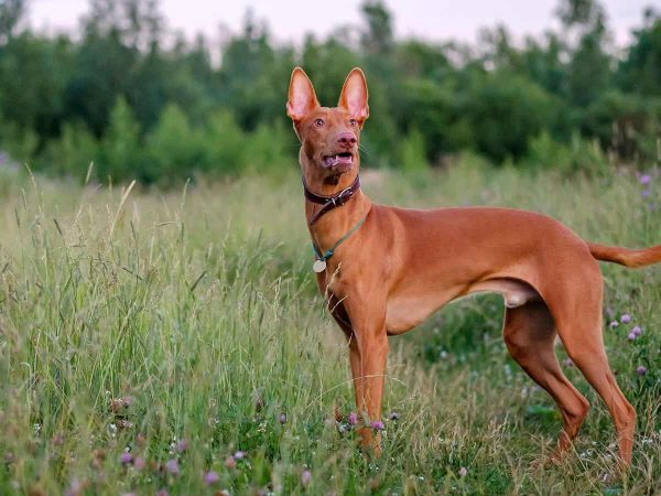 Κυνηγόσκυλο Φαραώ: Η μακροχρόνια & εντυπωσιακή ιστορία του!