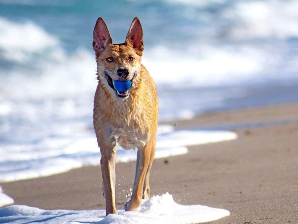 Carolina Dog: Ένα πανέξυπνο & καλοσυνάτο «κογιότ»!