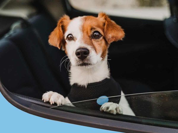Σκύλος στο αυτοκίνητο: Τα «ναι» & τα «όχι» για ένα ασφαλές ταξίδι!